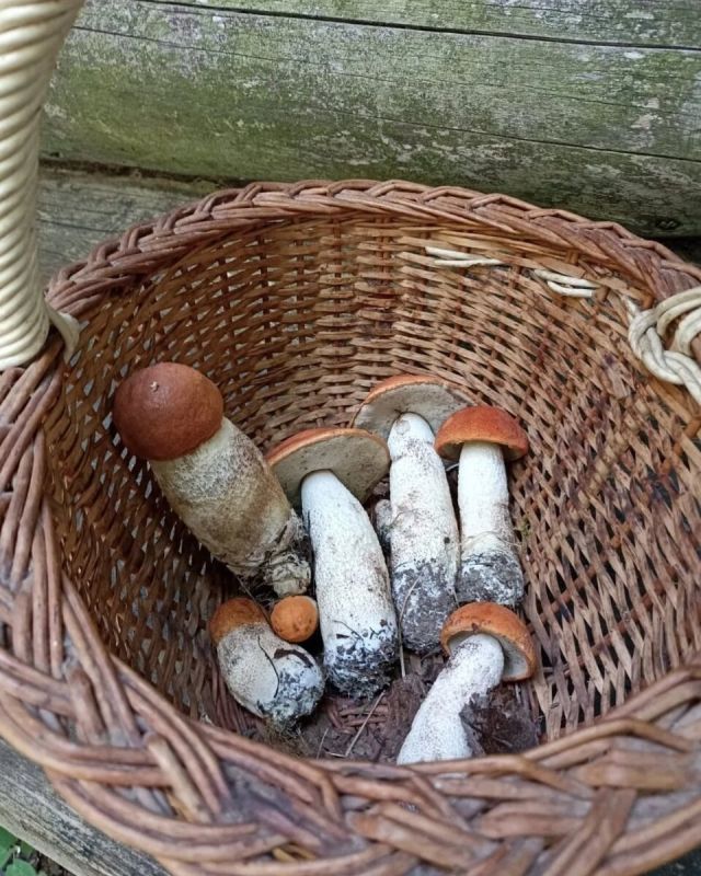 ��� ������ ������������ ������������: ������� �� ��������� �������