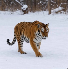 ���� �������� ������� �. �������