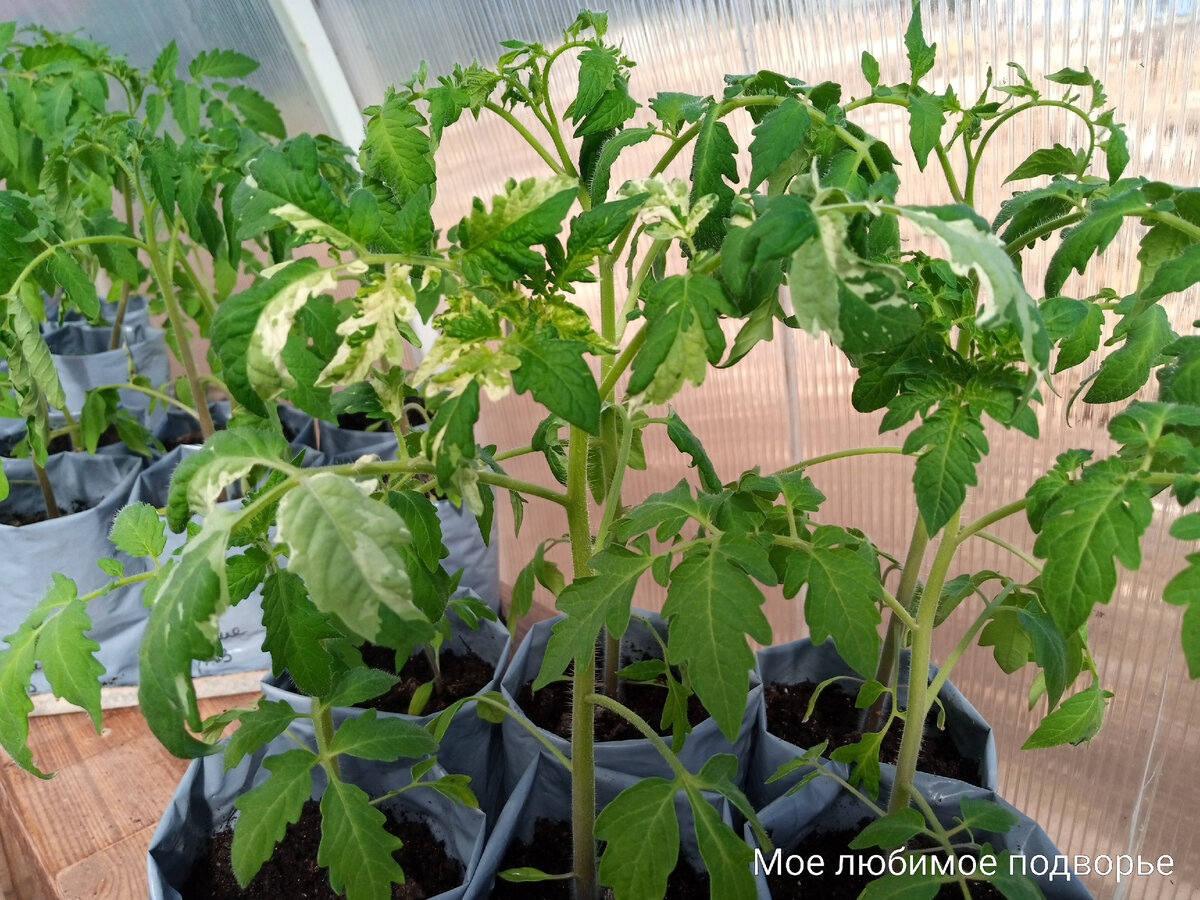 Секреты успешной высадки рассады томатов: краткий гид к здоровому урожаю