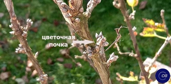 ��� ��������� �������� ������� ���������: �������, ������� ������� ��� ������