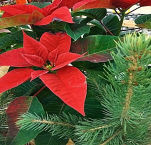 Как сохранить пуансеттию и получить от нее радость на протяжении годов?