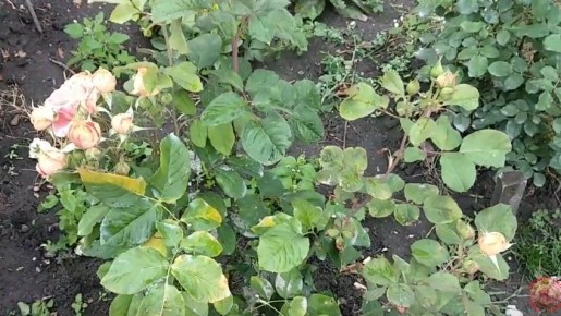 ��� � ���� ���� ��������� ����: ��� ��������� �������, ������� �������� ���