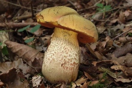 Как не ошибиться при сборе дубовиков: секреты, которые вы не знали