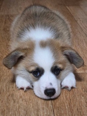 Терапия с усатыми-полосатыми