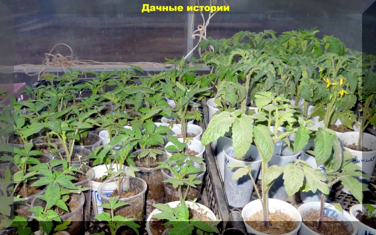 Распространенные советы по рассаде, которым не стоит доверять