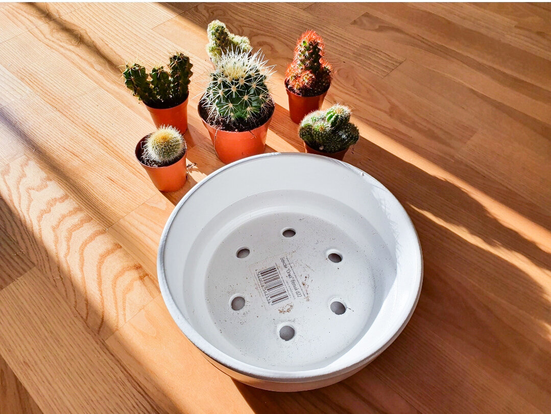 Как я стал цветоводом за один день и чем это обернулось