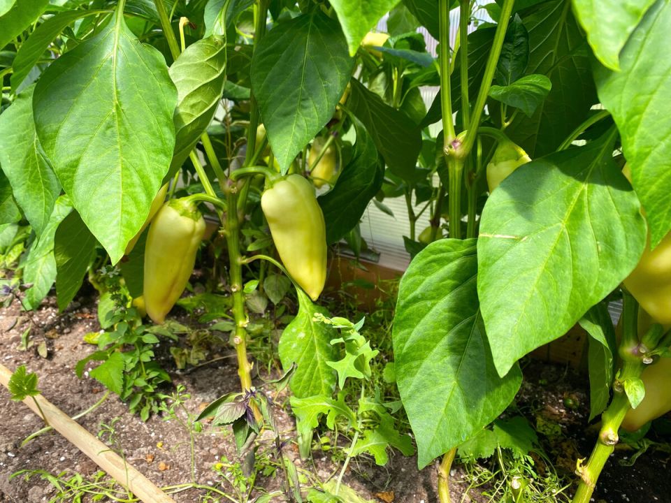 ��������� �����: ������� ������������� ������� ��������������