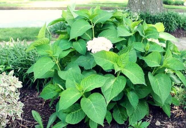 Почему ваши любимые цветы не цветут: советы по уходу за розами, гортензиями и пионами