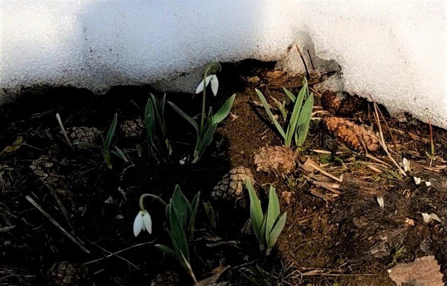 Апрель: время цветения и прихода весны