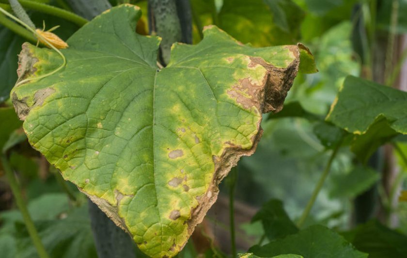 Эффективные методы борьбы с фитофторой на огурцах в теплице