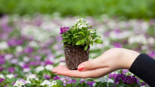 Как посев однолетников под зиму помогает создать яркий сад