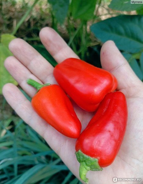 Перец лисичка красная: садовая звезда для вашего балкона