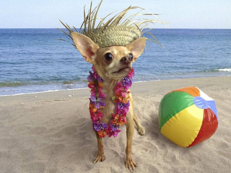 ��� ������������� � ������� � ��������: ������ ��� ����������� �����������