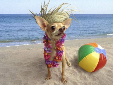 ��� ������������� � ������� � ��������: ������ ��� ����������� �����������