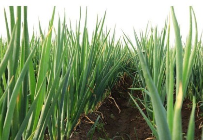 Ошибки при посадке озимого лука и секреты успешного урожая