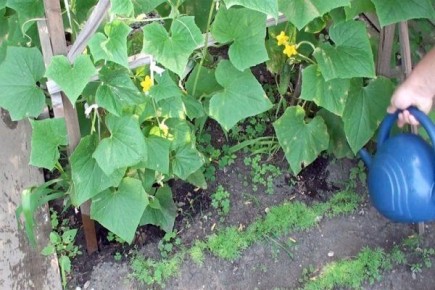 ����������� ��������� ��� �������, ������� ������ ������� ��������� �� ������