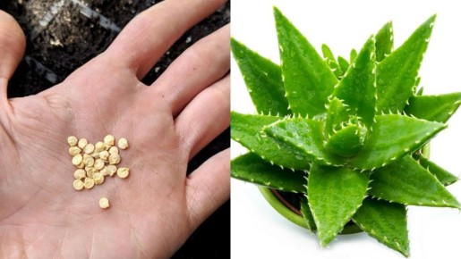 ����������� � ������������� ��������: ��� ���� ������� �������� ������� ������