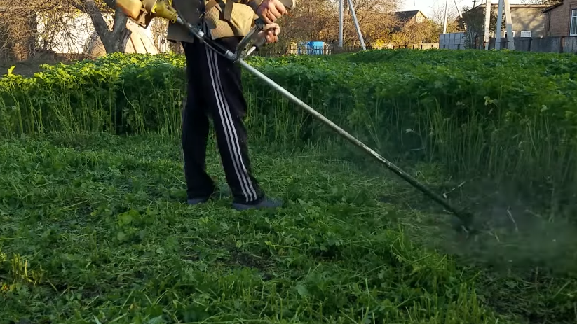 Как эксперимент с сидератами изменил подход к земледелию