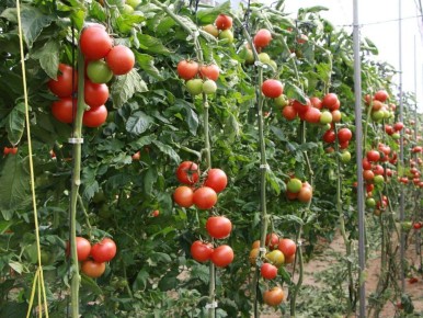 ��� �������� �������� � ���������� �������� ���������