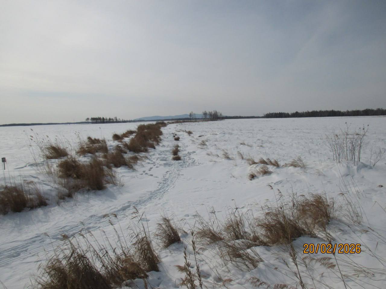 Кормовую базу для дальневосточных аистов перед их возвращением с зимовки подготовили в ЕАО Кормовую базу для дальневосточных аистов перед их возвращением с зимовки подготовили в ЕАО