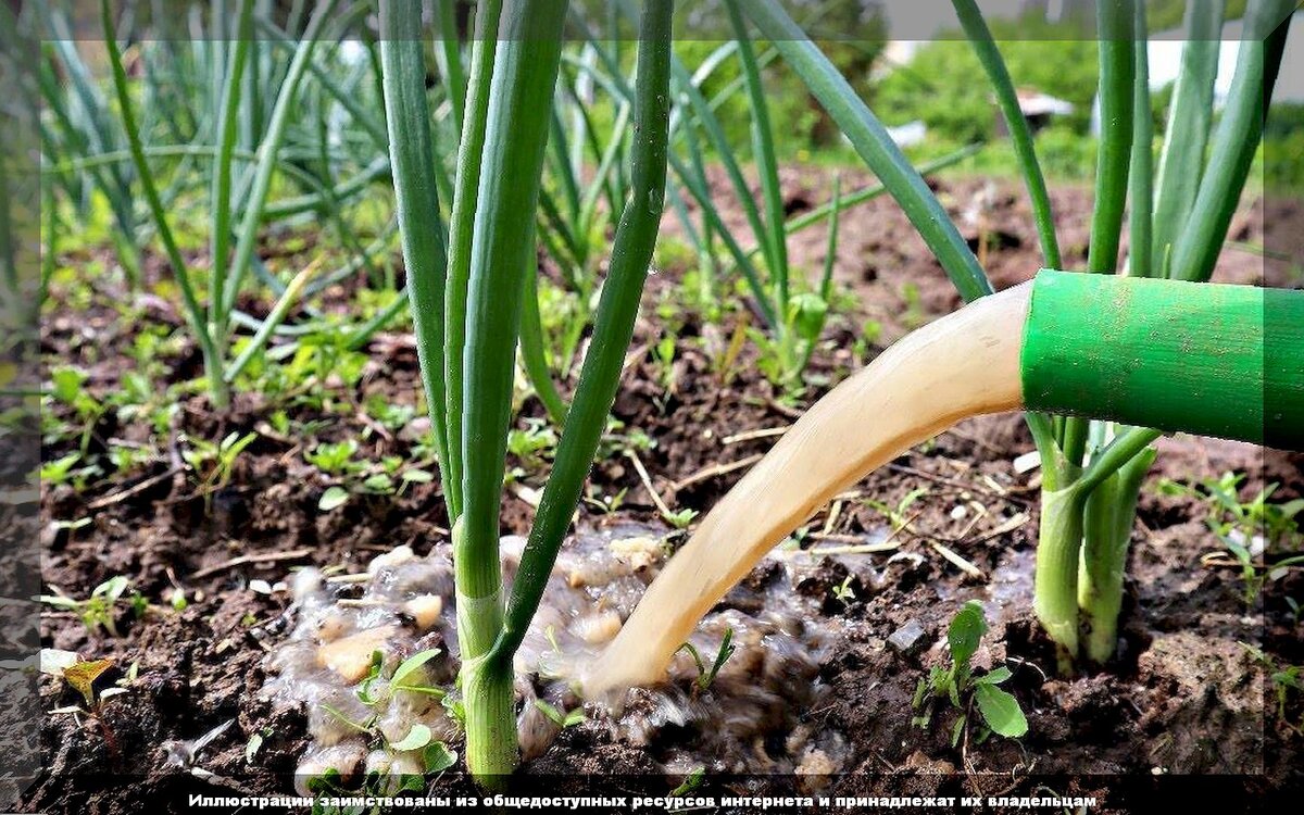Уход за луком и чесноком в июне: секреты успешного урожая