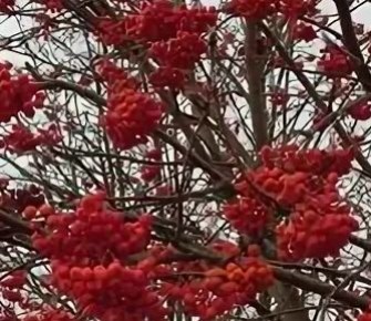 Шесть удивительных сортов рябины для украшения сада круглый год