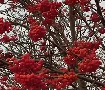 Шесть удивительных сортов рябины для украшения сада круглый год