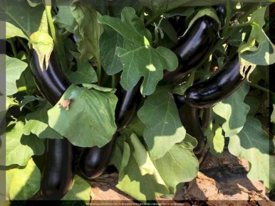 ������ ���� �� ����: ������ �� ����� ������ ������� ���������� ���������