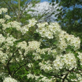 Почему боярышник станет вашим лучшим садовым другом