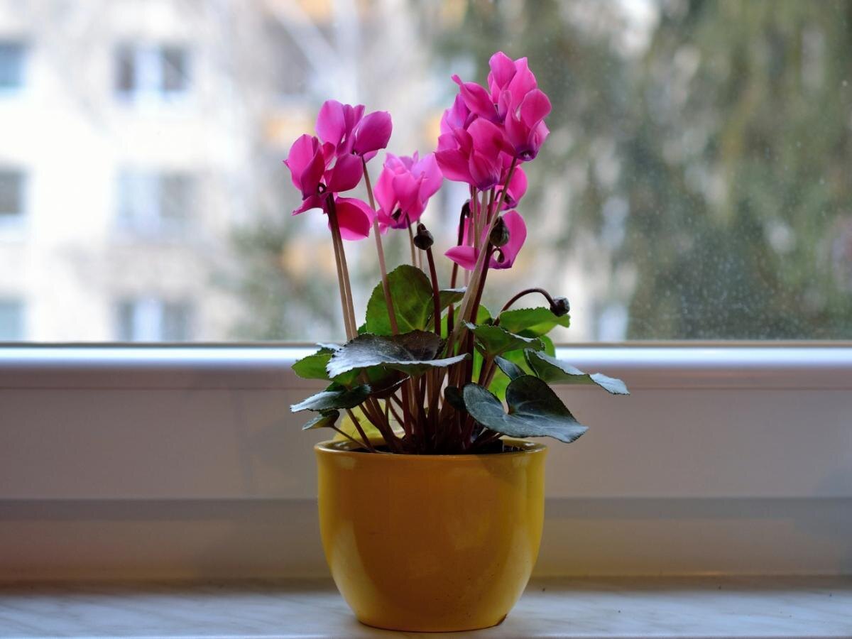 Как сохранить жизнь новому растению: избегаем самые распространенные ошибки