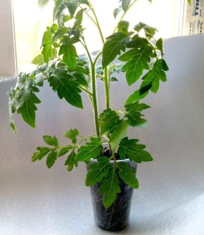 Пластиковые стаканчики: агрономы и опыт огородников