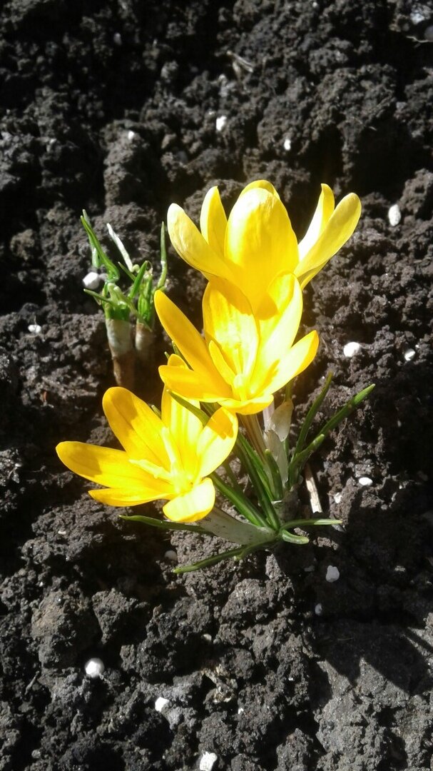 Обещания весеннему саду: как сделать его идеальным