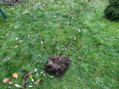 Почему гортензии покидают мой сад: история неудачного опыта