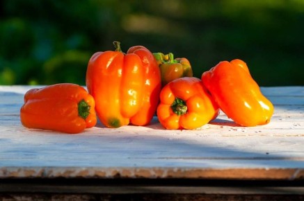 Сладкий перец 'Рыжик' F1: новый чемпион среди гибридов