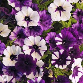 Неожиданные находки для садоводов: открываем новый мир растений