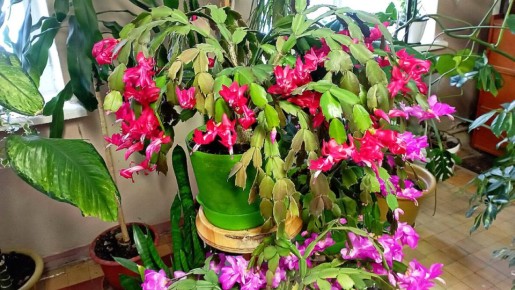 ��� ����������� ��������� � ������ ��������: ���� �������� �����