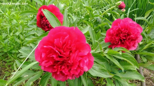 ���� ��� �������: ��� ������, ����� ������� ���� ������, ����� ����� ������������?