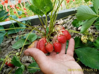 Как вырастить крупную и вкусную землянику: секреты профессионалов