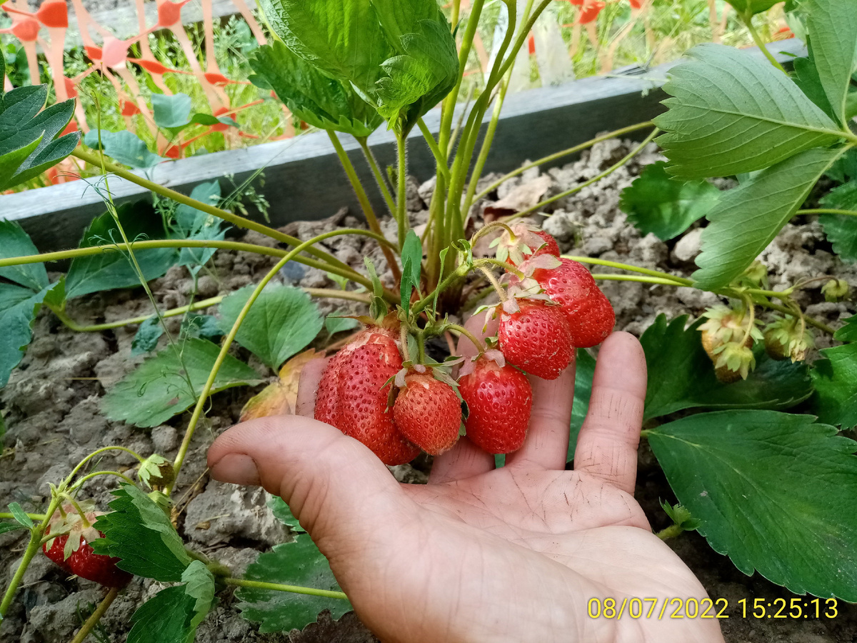 Как вырастить крупную и вкусную землянику: секреты профессионалов