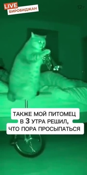 День домашних питомцев отмечается сегодня в ЕАО