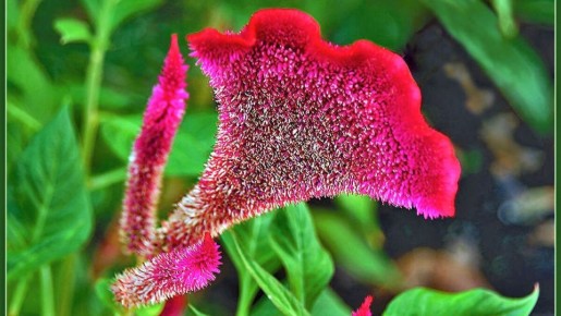 Неприхотливые красавицы, которые цветут до морозов