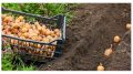 Как посадка картошки глазками вниз изменит ваш урожай