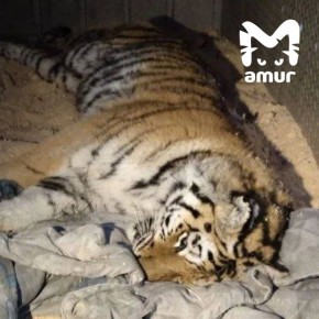 ���������� ������� �������� � �������� �� ���