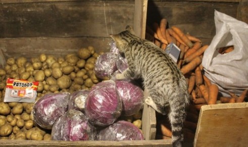 Как спасти кошку: действия при отравлении крысиным ядом