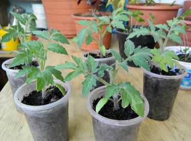 ��� �������� ����� ����� ������� �� �������