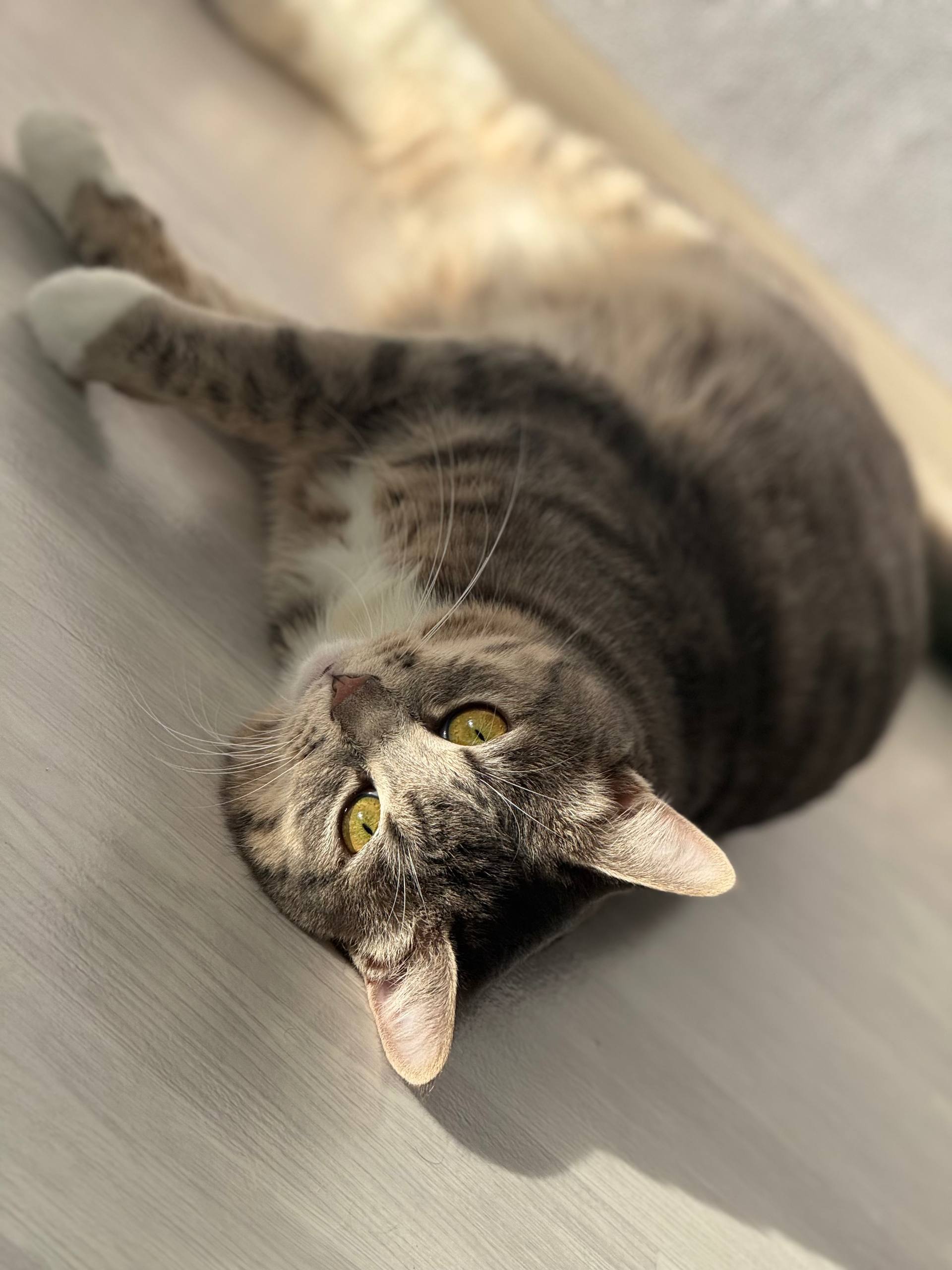 Терапия с усатыми-полосатыми Терапия с усатыми-полосатыми