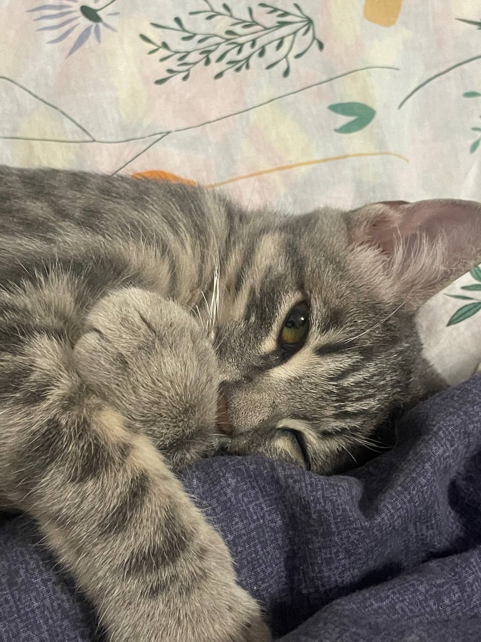 Терапия с усатыми-полосатыми Терапия с усатыми-полосатыми