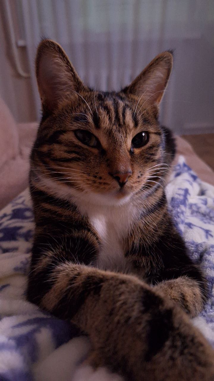 Терапия с усатыми-полосатыми Терапия с усатыми-полосатыми