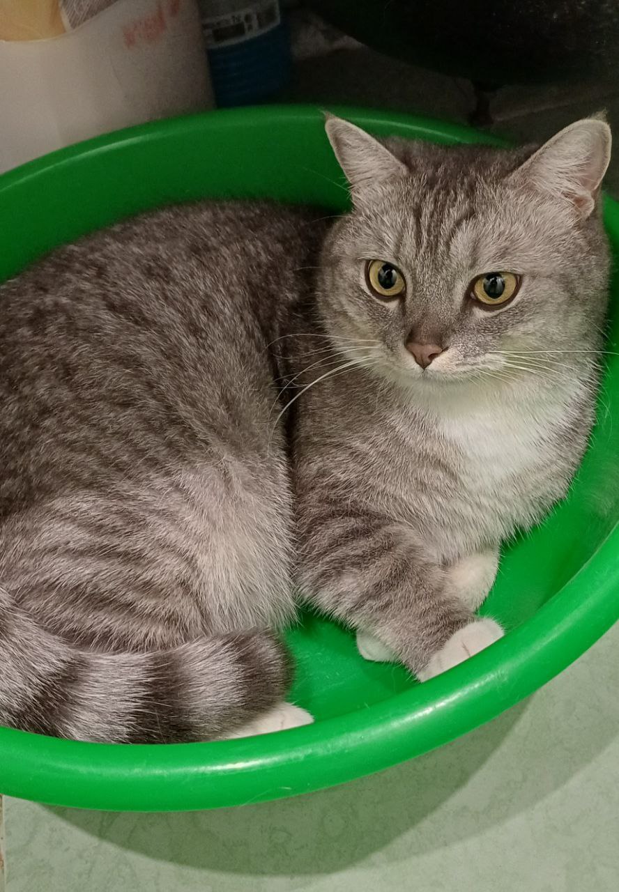 Терапия с усатыми-полосатыми Терапия с усатыми-полосатыми