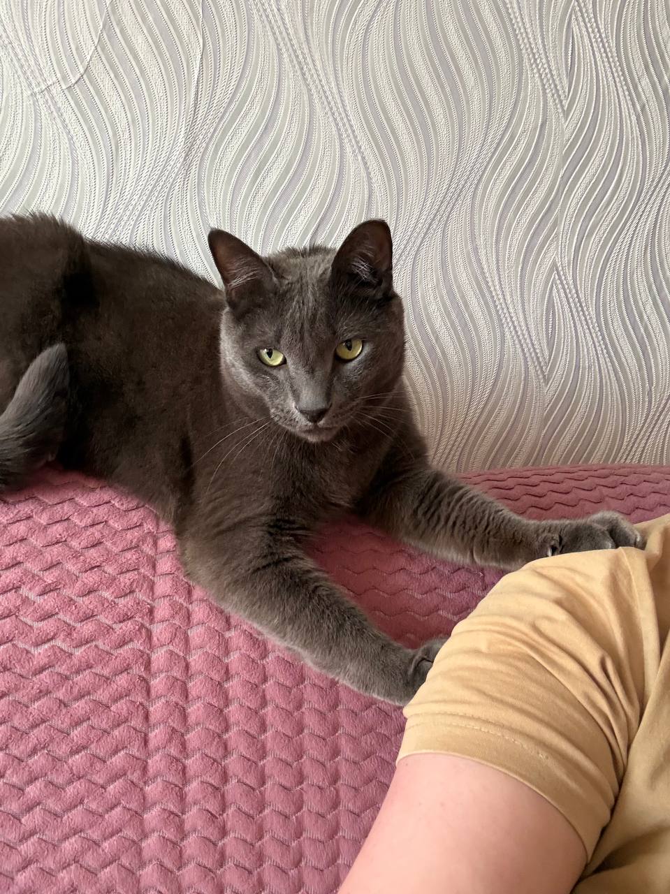 Терапия с усатыми-полосатыми Терапия с усатыми-полосатыми